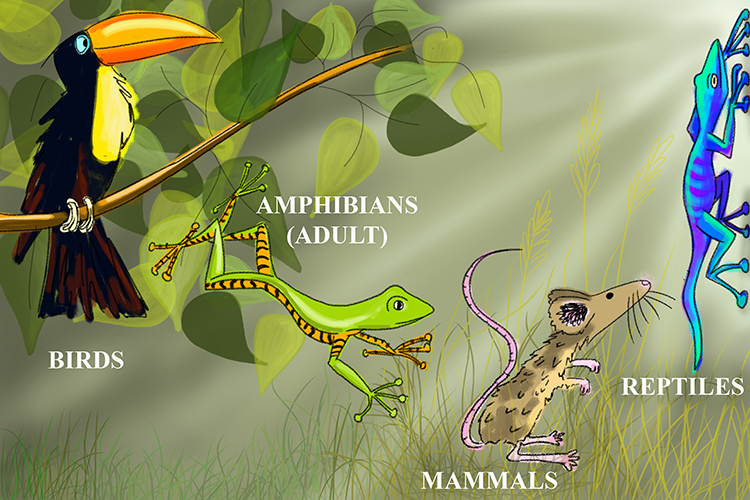 Image showing mammals, amphibians, reptiles and birds use lungs to breathe